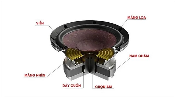 Giải Phẫu Củ Loa Điện Động